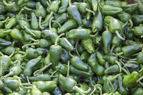Green Padron Pepper