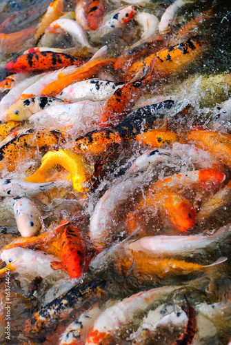 Red and white fishes in water