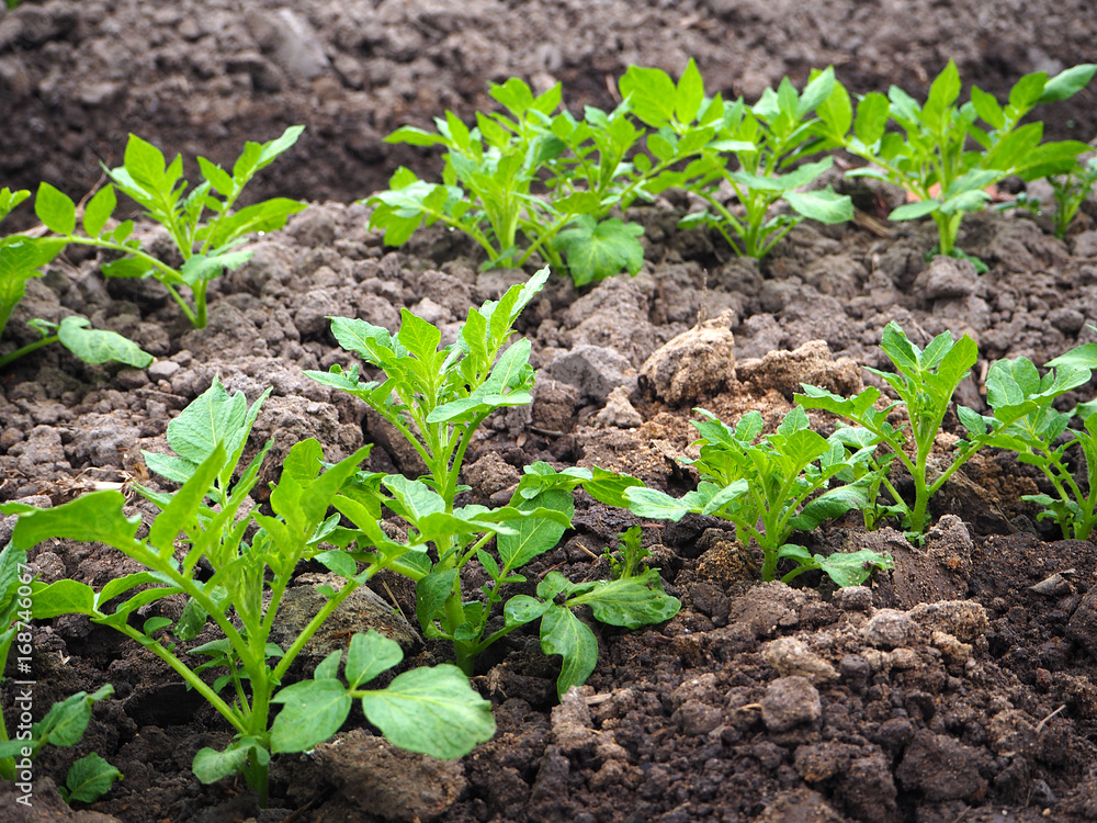 Pototo plant on field Pototo plant on field