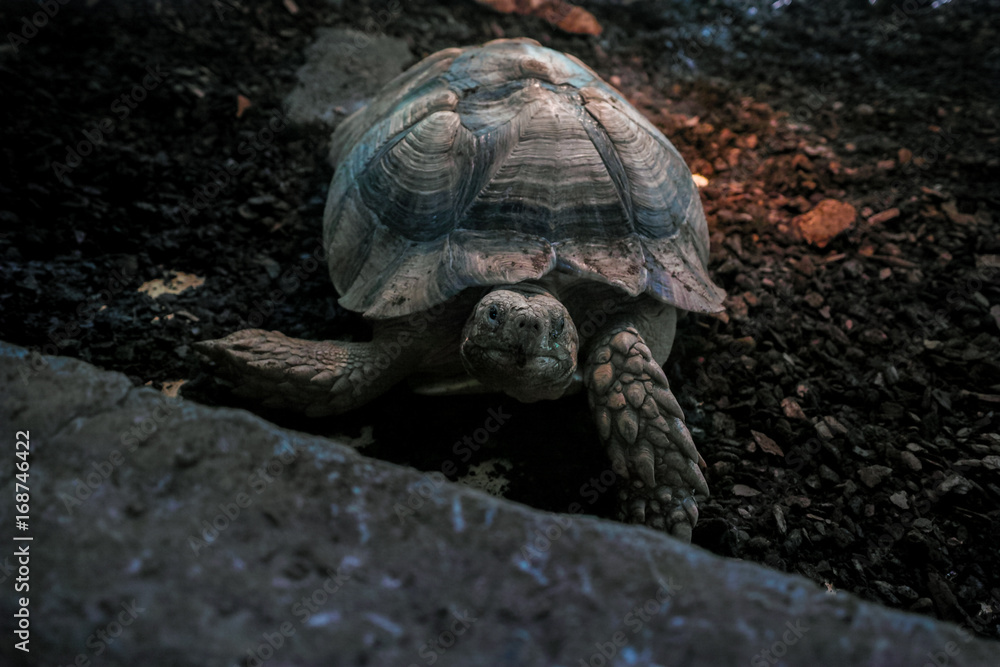 Obraz premium ケヅメリクガメ