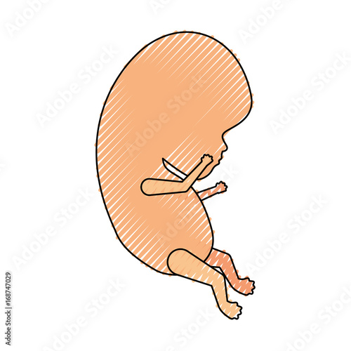 colored crayon silhouette of side view fetal growth