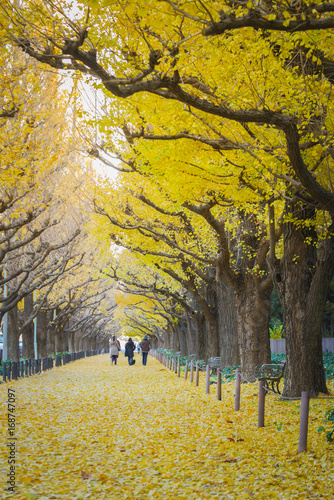 ginko avenue in morning