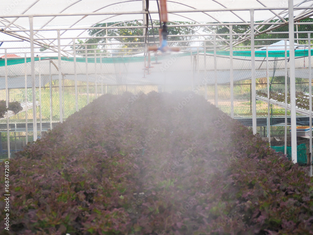 Fototapeta premium Nozzle spraying water in hydroponic farm
