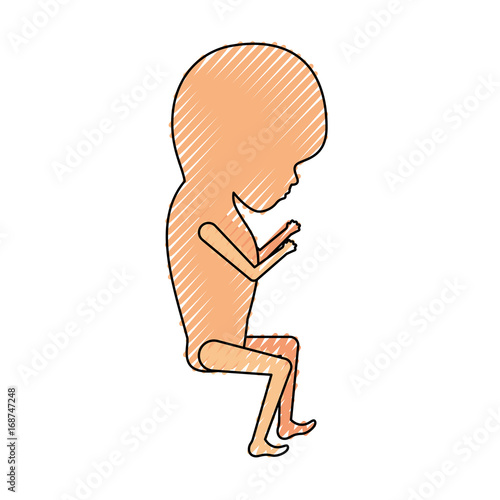 colored crayon silhouette of side view fetal growth a trimestrer