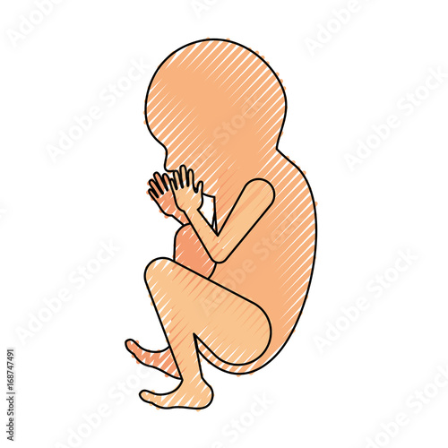 colored crayon silhouette of side view fetal growth a ninth month
