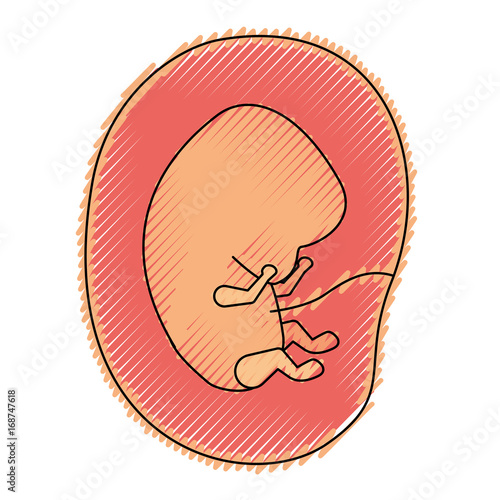 colored crayon silhouette of side view fetus human embryo growth in placenta
