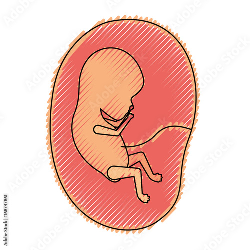 colored crayon silhouette of side view fetus human growth in placenta a few weeks