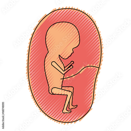 colored crayon silhouette of side view fetus human growth in placenta trimestrer