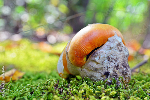 amanita caesarea mushroom