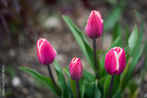 Pink Tulips growing  in a garden, summer day