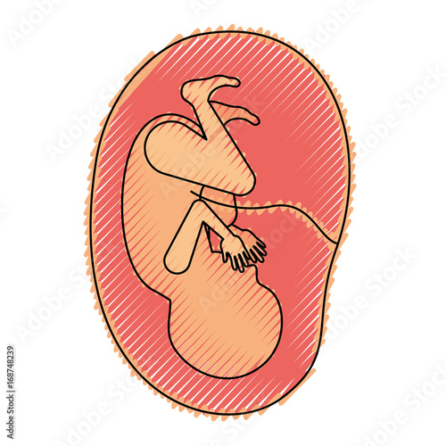 colored crayon silhouette of side view fetus human growth in placenta ninth month
