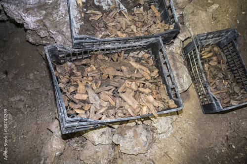 Cave bear bones found in Divje babe cave and archaeological park. photo