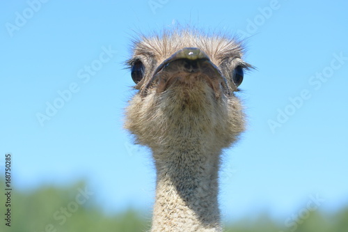 Ostrich head on blue background © Victoria Meyo