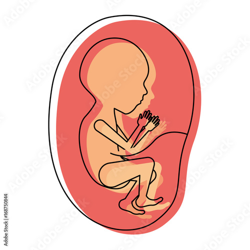 watercolor painted silhouette of side view fetus human growth in placenta semestrer
