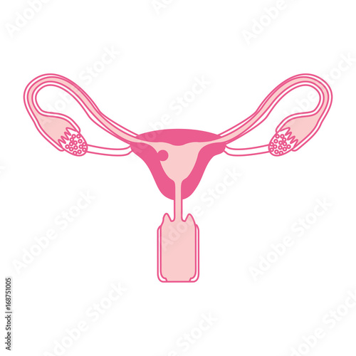 pink silhouette of female reproductive system ovaries with fertilized ovum
