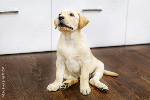 Happy Labrador puppy sits in a room. Place for the inscription. The concept of pets.