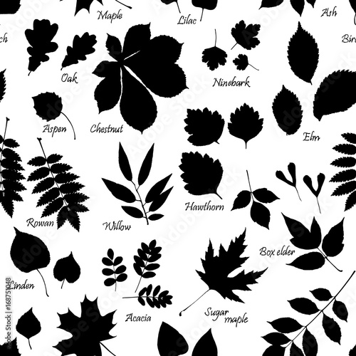 Vector seamless pattern of leaves silhouettes with names of trees and bushes on white background. Linden, ash, oak,maple, box elder, hawthorn, chestnut, birch, elm, willow, aspen, acacia, rowan, lilac