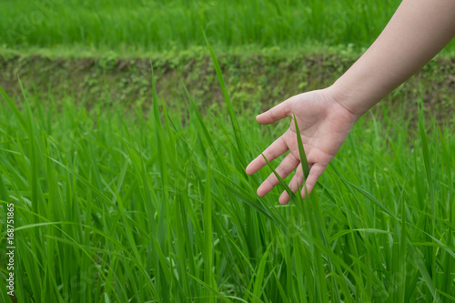 The hands that caresses the tip, rice is being started in a green farm. © Wuttichai