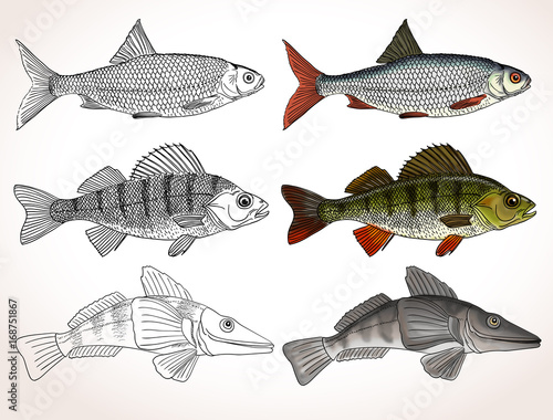 Set of realistic fishes:a common roach, a freshwater perch and an icefish. Black and white with colored versions. Vector illustration.
