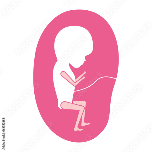pink silhouette of side view fetus human growth in placenta trimestrer