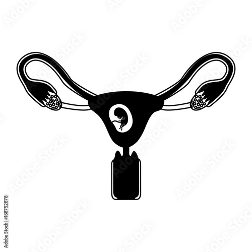 black silhouette of female reproductive system ovaries with fetus human growth trimestrer
