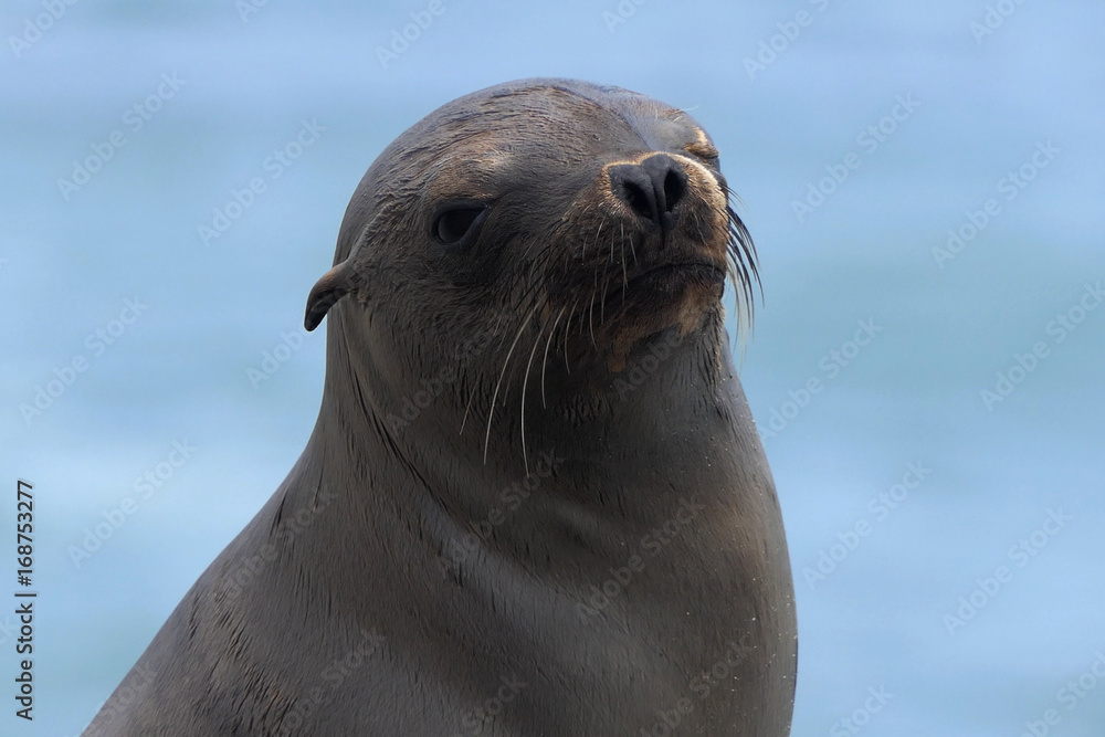 Fototapeta premium California Sea Lion enjoying the sun at Leo Carrillo State Beach in Malibu.