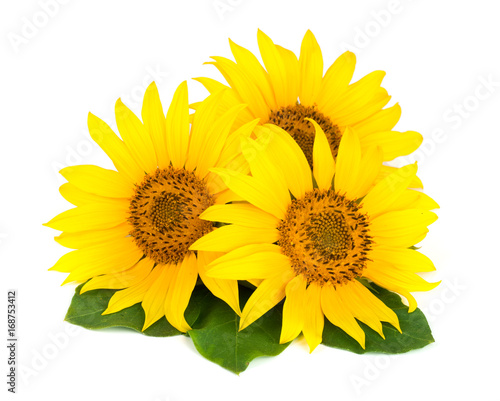 Three sunflowers with leaves isolated on white background