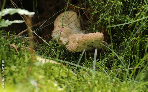 Oligoporus guttulatus, a species of the fungus family Polyporaceae, with water drops photo