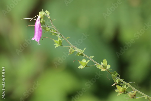 The toxic plant common foxglove (Digitalis purpurea)