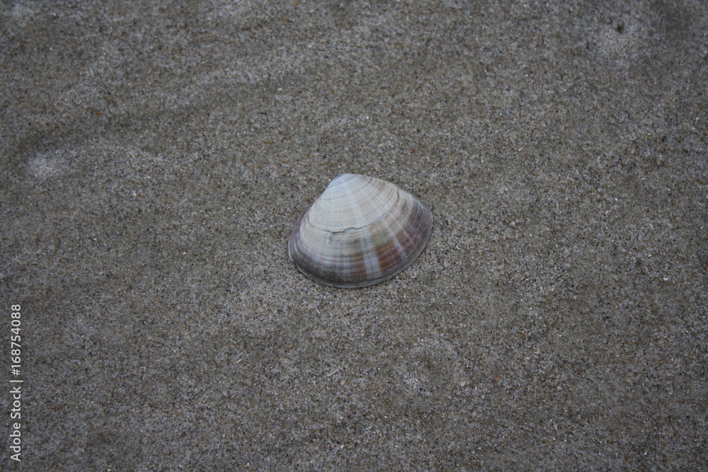 Muschel im Sand