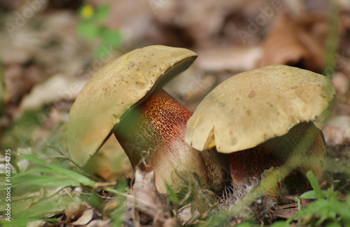 Фотография Suillellus luridus, commonly called the lurid bolete