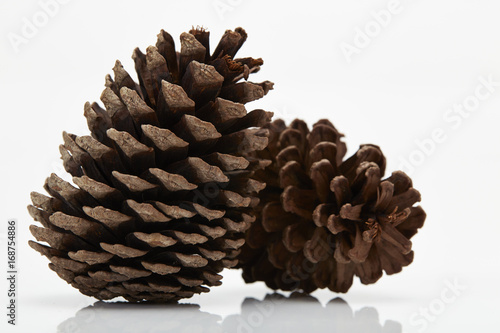 pine cone isolated on white background