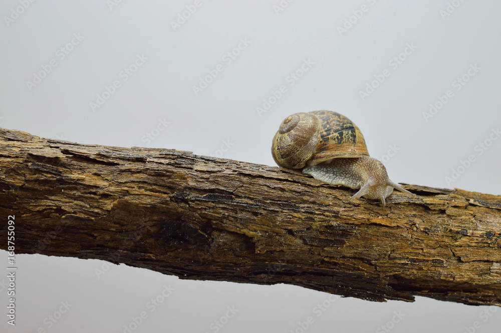 snail and log