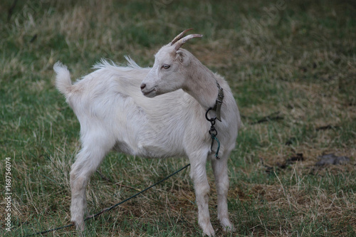 Homemade goat grazing on green grass