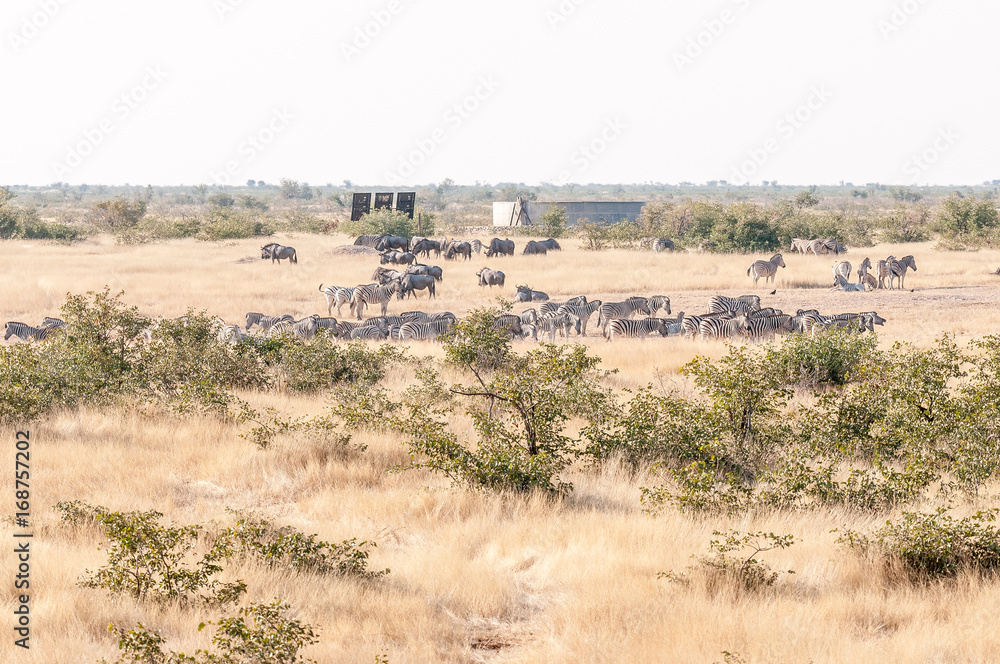 Burchells zebras and blue wildebeest seen from the Olifantsrus hide