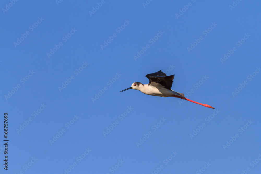 Obraz premium black winged stilt