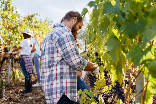 Young adult man harvesting red grapes in the vineyard with friends