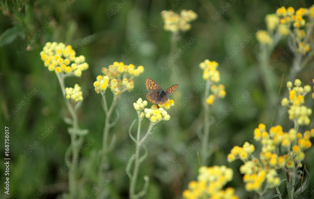 brown butterfly on a yellow flower in a meadow brown butterfly on a yellow flower in a meadow