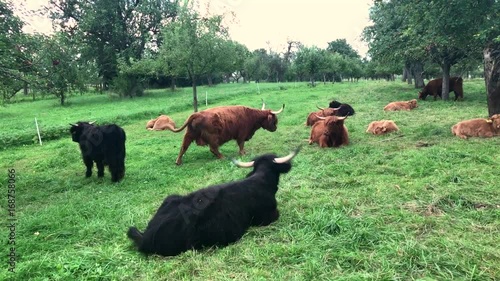 scottish highland cows photo