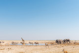 Elephant, giraffe, Burchells zebras, springbok, blue wildebeest at a waterhole