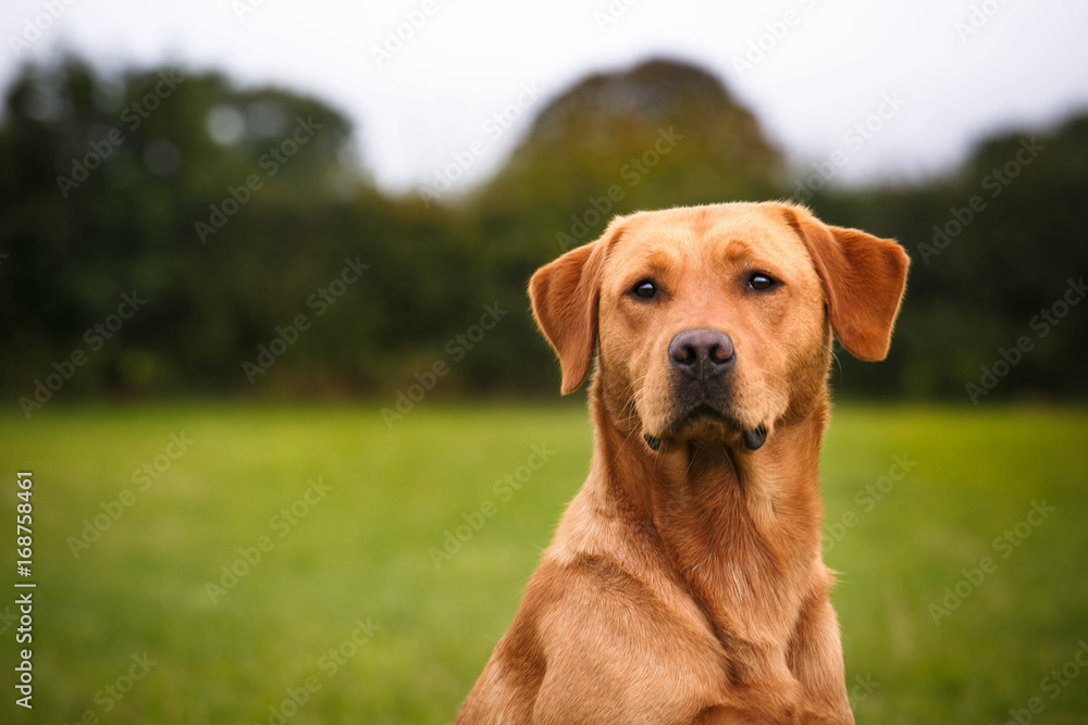 Labrador Portrait Labrador Portrait