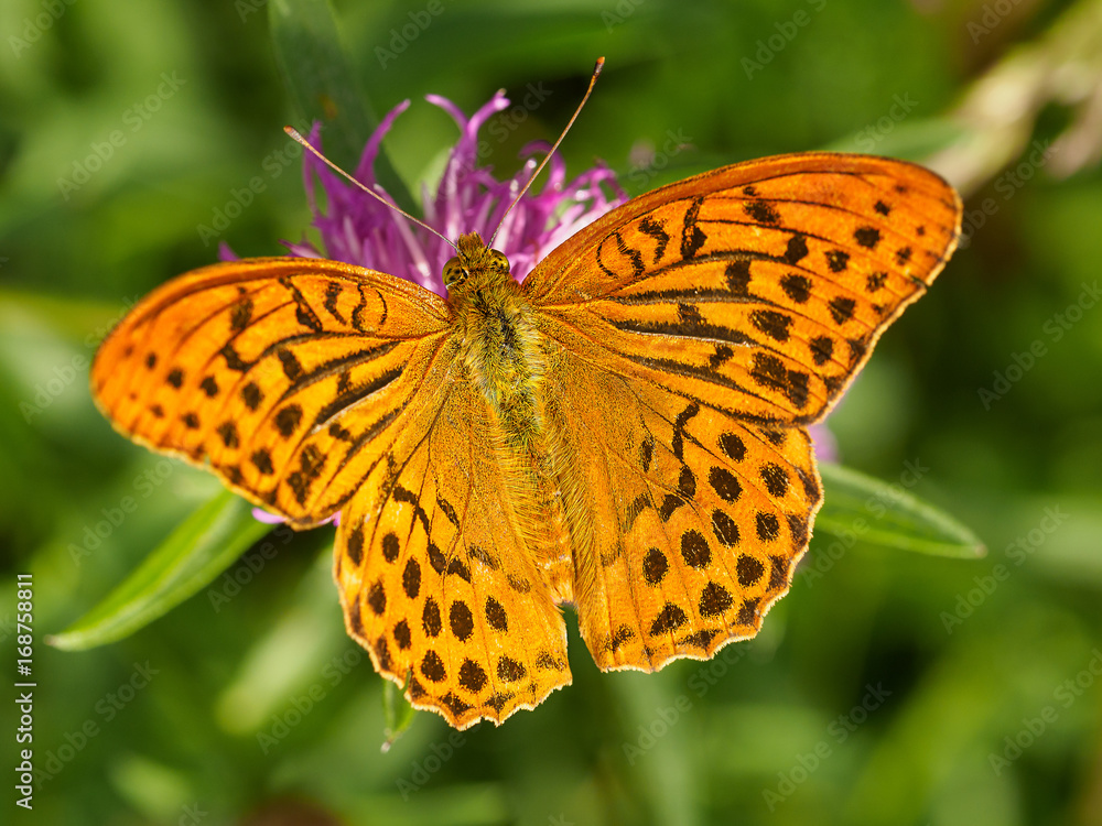 Obraz premium Kaisermantel