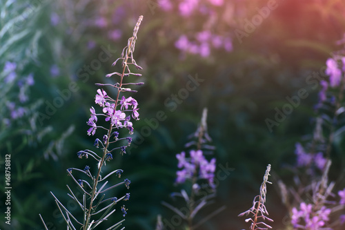 vivid fantasy flowers dark ...