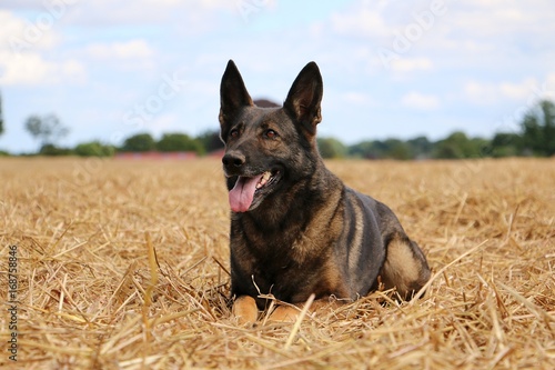 schäferhund Portrait auf einem Stoppelfeld