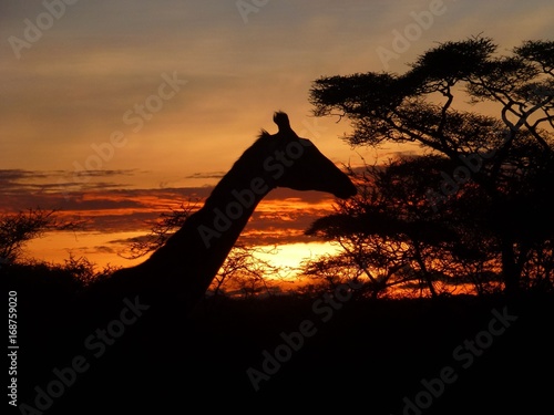 Fototapeta Naklejka Na Ścianę i Meble -  Silhouette einer Giraffe im glühenden Sonnenaufgang
