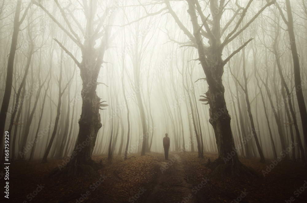 Obraz premium surreal forest road with ghost shadow, scary halloween landscape
