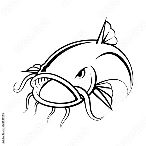 graphic catfish on white background, vector