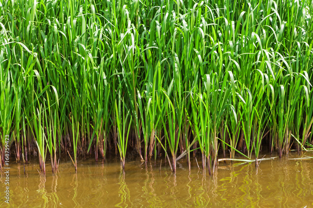 Obraz premium Green bush on the bank of river