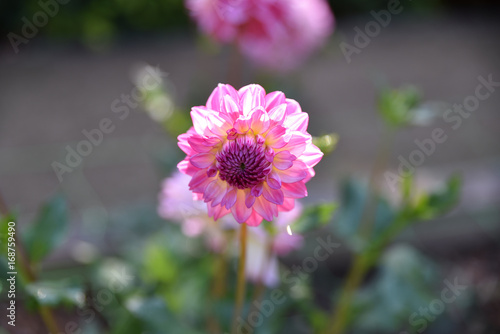 Fototapeta Naklejka Na Ścianę i Meble -  Dahlia rose au jardin en été
