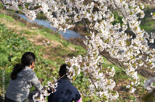 花見をするカップル